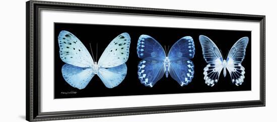 Miss Butterfly X-Ray Panoramic Black-Philippe Hugonnard-Framed Photographic Print