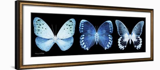 Miss Butterfly X-Ray Panoramic Black-Philippe Hugonnard-Framed Photographic Print