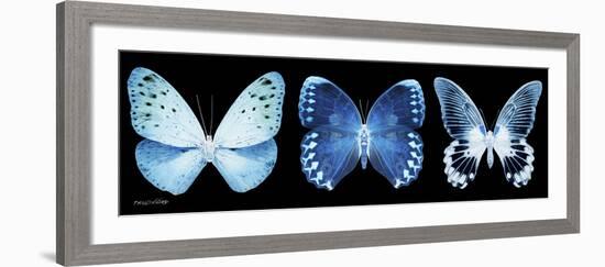 Miss Butterfly X-Ray Panoramic Black-Philippe Hugonnard-Framed Photographic Print