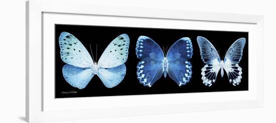 Miss Butterfly X-Ray Panoramic Black-Philippe Hugonnard-Framed Photographic Print