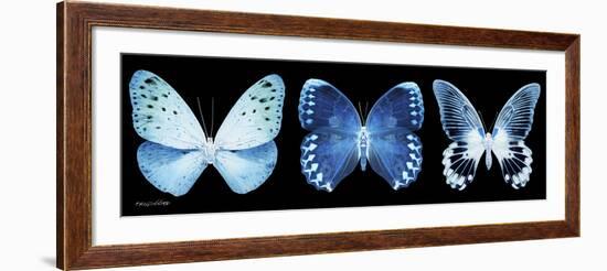 Miss Butterfly X-Ray Panoramic Black-Philippe Hugonnard-Framed Photographic Print