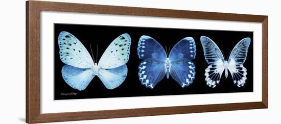 Miss Butterfly X-Ray Panoramic Black-Philippe Hugonnard-Framed Photographic Print