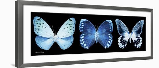 Miss Butterfly X-Ray Panoramic Black-Philippe Hugonnard-Framed Photographic Print