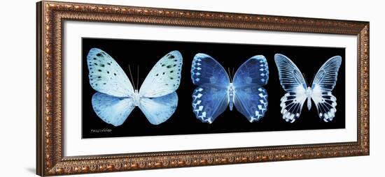 Miss Butterfly X-Ray Panoramic Black-Philippe Hugonnard-Framed Photographic Print