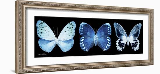 Miss Butterfly X-Ray Panoramic Black-Philippe Hugonnard-Framed Photographic Print