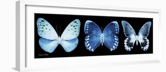 Miss Butterfly X-Ray Panoramic Black-Philippe Hugonnard-Framed Photographic Print