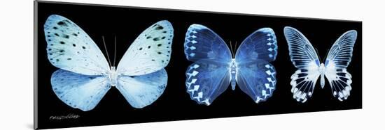 Miss Butterfly X-Ray Panoramic Black-Philippe Hugonnard-Mounted Photographic Print