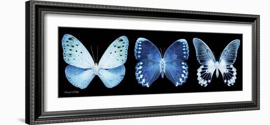 Miss Butterfly X-Ray Panoramic Black-Philippe Hugonnard-Framed Photographic Print