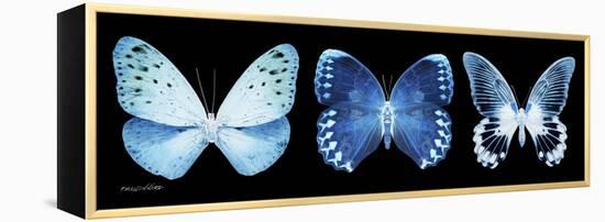 Miss Butterfly X-Ray Panoramic Black-Philippe Hugonnard-Framed Premier Image Canvas