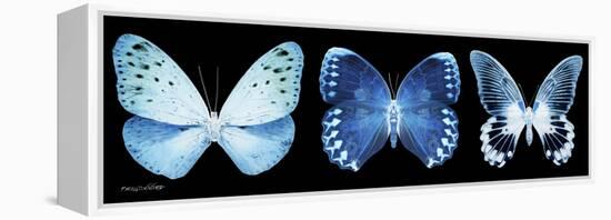 Miss Butterfly X-Ray Panoramic Black-Philippe Hugonnard-Framed Premier Image Canvas