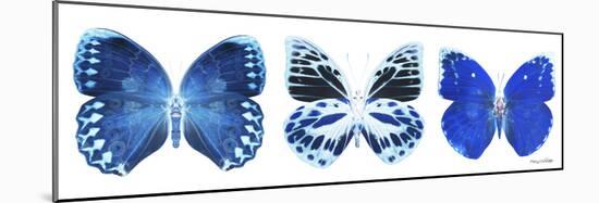 Miss Butterfly X-Ray Panoramic White II-Philippe Hugonnard-Mounted Photographic Print