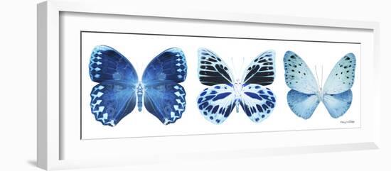 Miss Butterfly X-Ray Panoramic White III-Philippe Hugonnard-Framed Premium Photographic Print