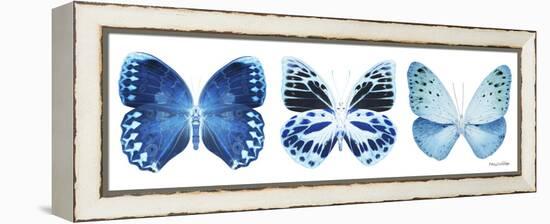 Miss Butterfly X-Ray Panoramic White III-Philippe Hugonnard-Framed Premier Image Canvas