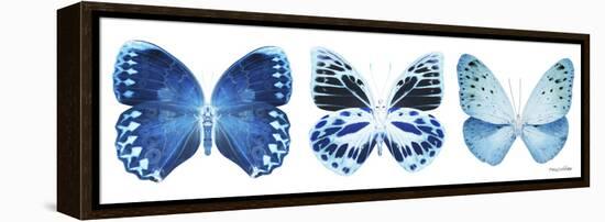 Miss Butterfly X-Ray Panoramic White III-Philippe Hugonnard-Framed Premier Image Canvas