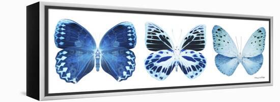 Miss Butterfly X-Ray Panoramic White III-Philippe Hugonnard-Framed Premier Image Canvas