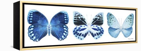 Miss Butterfly X-Ray Panoramic White III-Philippe Hugonnard-Framed Premier Image Canvas