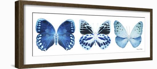 Miss Butterfly X-Ray Panoramic White III-Philippe Hugonnard-Framed Photographic Print