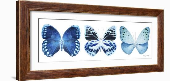 Miss Butterfly X-Ray Panoramic White III-Philippe Hugonnard-Framed Photographic Print