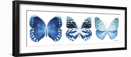 Miss Butterfly X-Ray Panoramic White III-Philippe Hugonnard-Framed Photographic Print