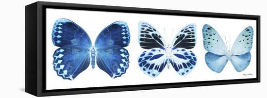 Miss Butterfly X-Ray Panoramic White III-Philippe Hugonnard-Framed Stretched Canvas