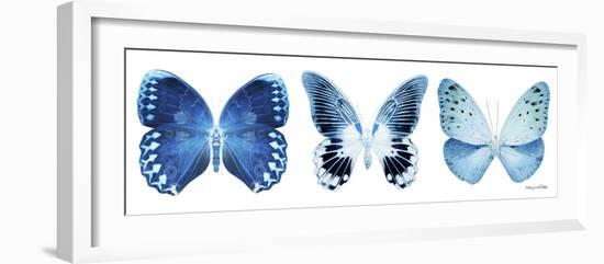 Miss Butterfly X-Ray Panoramic White IV-Philippe Hugonnard-Framed Photographic Print