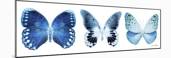 Miss Butterfly X-Ray Panoramic White IV-Philippe Hugonnard-Mounted Photographic Print