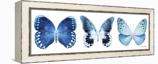 Miss Butterfly X-Ray Panoramic White IV-Philippe Hugonnard-Framed Premier Image Canvas