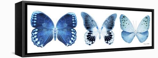 Miss Butterfly X-Ray Panoramic White IV-Philippe Hugonnard-Framed Premier Image Canvas