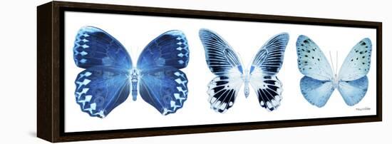 Miss Butterfly X-Ray Panoramic White IV-Philippe Hugonnard-Framed Premier Image Canvas