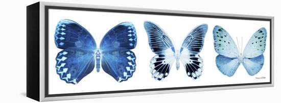 Miss Butterfly X-Ray Panoramic White IV-Philippe Hugonnard-Framed Premier Image Canvas
