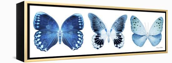 Miss Butterfly X-Ray Panoramic White IV-Philippe Hugonnard-Framed Premier Image Canvas