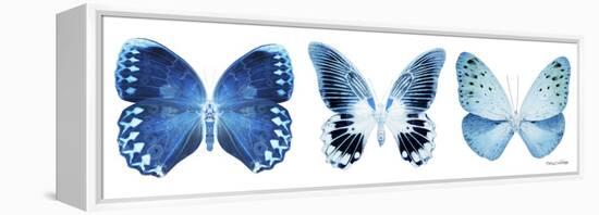 Miss Butterfly X-Ray Panoramic White IV-Philippe Hugonnard-Framed Premier Image Canvas