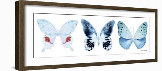 Miss Butterfly X-Ray Panoramic White-Philippe Hugonnard-Framed Photographic Print