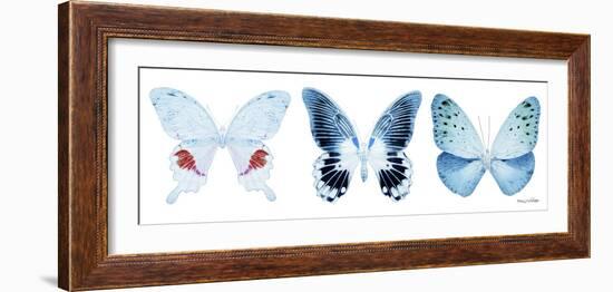 Miss Butterfly X-Ray Panoramic White-Philippe Hugonnard-Framed Photographic Print