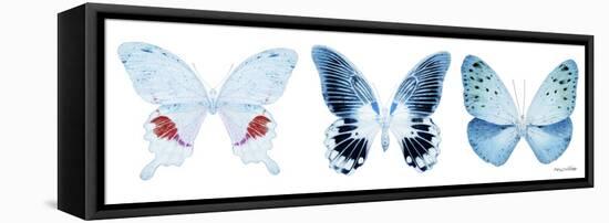 Miss Butterfly X-Ray Panoramic White-Philippe Hugonnard-Framed Stretched Canvas