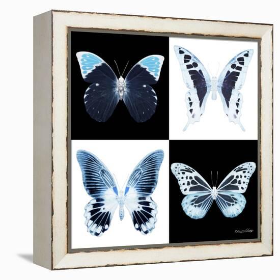 Miss Butterfly X-Ray Square II-Philippe Hugonnard-Framed Stretched Canvas