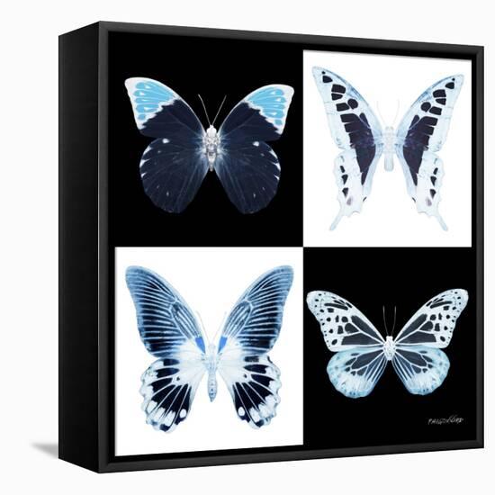 Miss Butterfly X-Ray Square II-Philippe Hugonnard-Framed Stretched Canvas