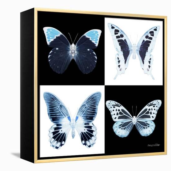 Miss Butterfly X-Ray Square II-Philippe Hugonnard-Framed Stretched Canvas