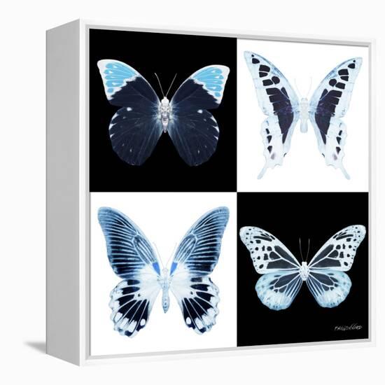 Miss Butterfly X-Ray Square II-Philippe Hugonnard-Framed Stretched Canvas