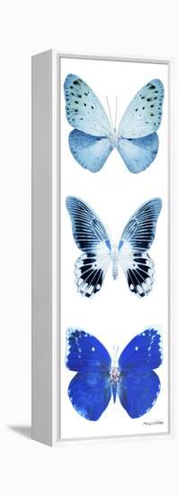 Miss Butterfly X-Ray White Pano II-Philippe Hugonnard-Framed Premier Image Canvas