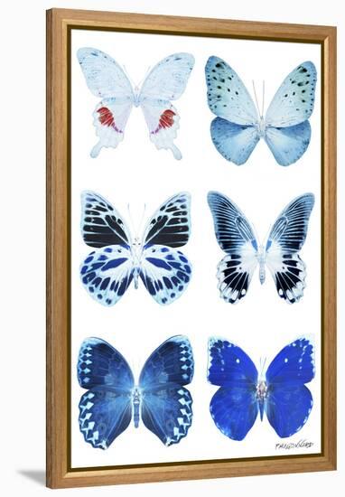 Miss Butterfly X-Ray White-Philippe Hugonnard-Framed Premier Image Canvas