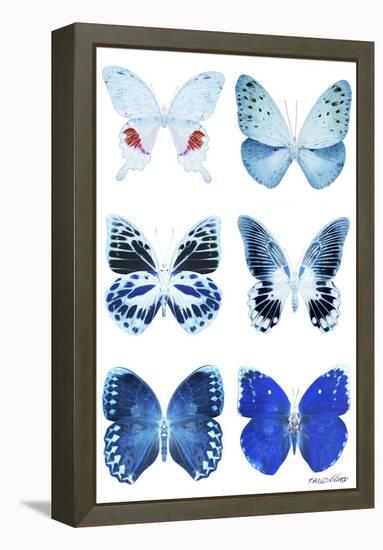 Miss Butterfly X-Ray White-Philippe Hugonnard-Framed Premier Image Canvas