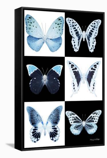 Miss Butterfly X-Ray-Philippe Hugonnard-Framed Stretched Canvas