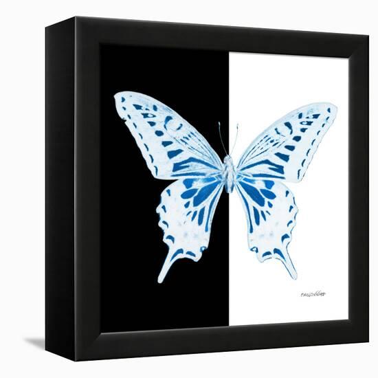 Miss Butterfly Xuthus Sq - X Ray B&W Edition-Philippe Hugonnard-Framed Stretched Canvas