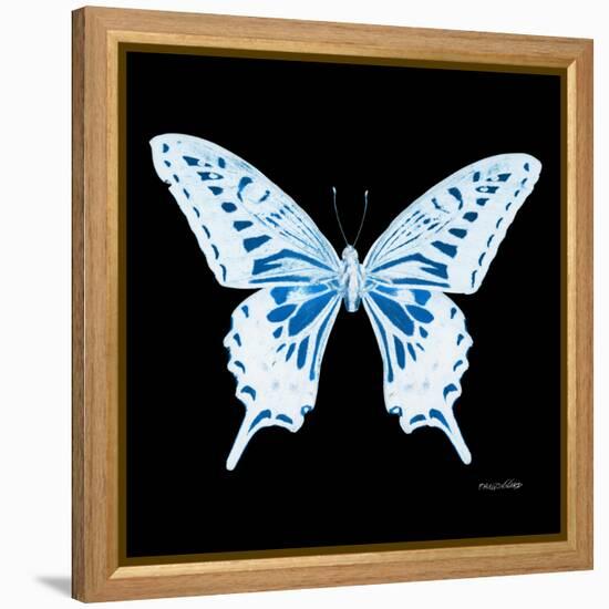 Miss Butterfly Xuthus Sq - X Ray Black Edition-Philippe Hugonnard-Framed Stretched Canvas