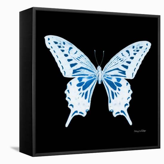 Miss Butterfly Xuthus Sq - X Ray Black Edition-Philippe Hugonnard-Framed Stretched Canvas