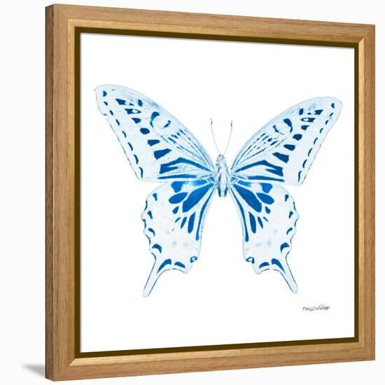 Miss Butterfly Xuthus Sq - X Ray White Edition-Philippe Hugonnard-Framed Stretched Canvas