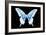 Miss Butterfly Xuthus - X Ray Black Edition-Philippe Hugonnard-Framed Photographic Print