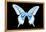 Miss Butterfly Xuthus - X Ray Black Edition-Philippe Hugonnard-Framed Premier Image Canvas