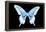Miss Butterfly Xuthus - X Ray Black Edition-Philippe Hugonnard-Framed Premier Image Canvas